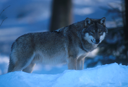 Uno splendido esemplare di lupo nella neve