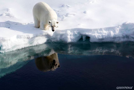 Un orso polare si specchia nell'acqua ghiacciata. Credit: Greenpeace