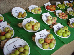 Un esempio della vasta varietà di mele