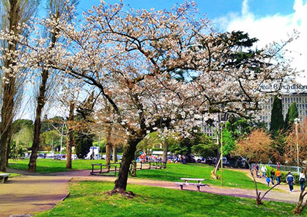Sakura e hanami, un angolo di Giappone a Roma
