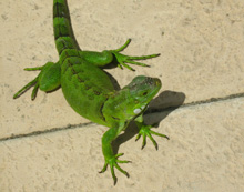 Iguana incuriosito