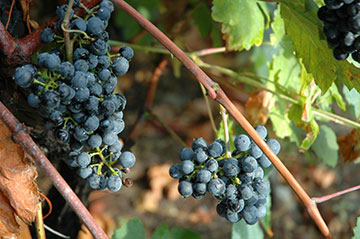 Vino al naturale a Ferrara