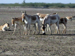 Gujarat, India. Asini e Deserto salato