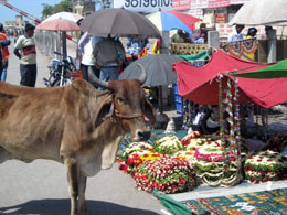 India, sulle strade del Gujarat