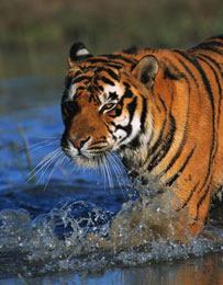 Calcutta Splendido esemplare di tigre del Bengala
