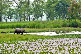 Rinoceronte del Kaziranga