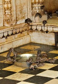 Uttar Pradesh Topi venerati nel Karni Mata Temple