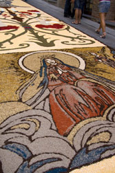 Fiordalisi e ginestre colorano Città della Pieve 1 Il tappeto floreale (foto: Barbara Caricchi)