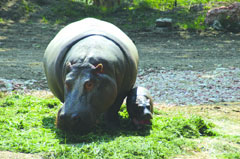 Mamma ippopotamo e figlio