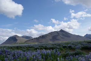 Il vulcano che si stacca da un prato fiorito alle porte di Reykjavik