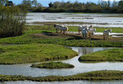 Isola della Cona, cuore della Riserva Naturale Regionale 