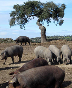 Nobiltà del "Jamon de Pata Negra"