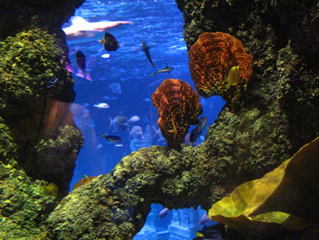 L'Acquario "interattivo" di Jesolo