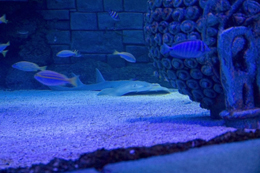 Lo squalo chitarra Carlos approda a Jesolo