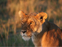 Bene il turismo in Kenya