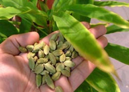 In Kerala tra ayurveda e cardamomo