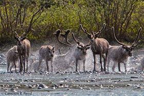 Alaska Caribou sulle rive del fiume. Foto: arcticwild.com