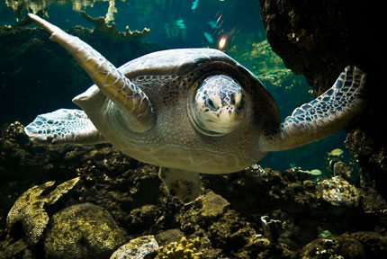 Un esemplare di tartaruga Caretta Caretta nelle acque lampedusane