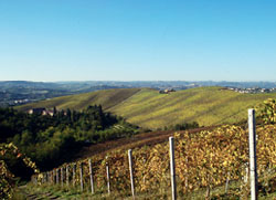 I vigneti delle Langhe. Panorama attorno a Fontanafredda