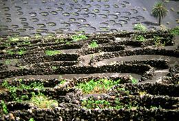 Lanzarote, l'isola dei cammelli 3 Lanzarote, l'isola dei cammelli