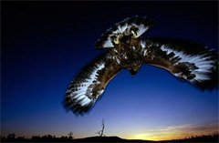 L'apertura alare di uno splendido esemplare di aquila reale (Foto: Conny Lundström)  