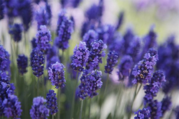 Profumo di lavanda