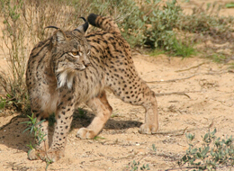 Trekking Un esemplare di lince iberica