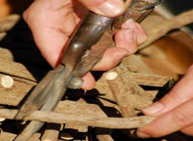 Gita oltre il gran fiume padano 1 Bastoncini di liquirizia