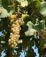 Due nuove Doc per i vini veneti