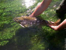 Lodi presenta la carta ittica