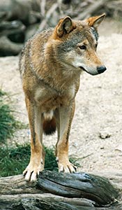 Monti Picentini Il lupo è uno degli animali che abitano il Parco