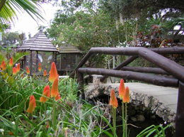 Maseira Il giardino botanico Quinta das Palmeiras (foto Giorgio Ferrato)