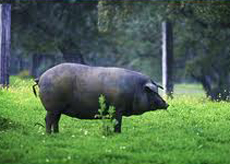 Un robusto maiale pata negra (Foto: purojabugo.es)