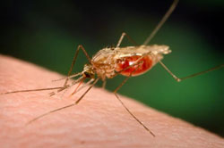 Astoi contro la malaria