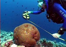 L’università di Bologna studia i coralli delle Maldive