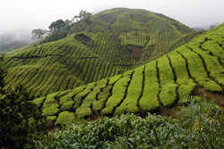 Piantagioni di tè, Cameron Highlands