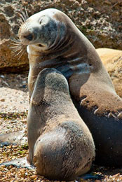 Grande Baia Mamma con cucciolo