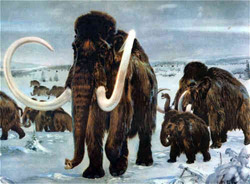Una raffigurazione dei Mammuth