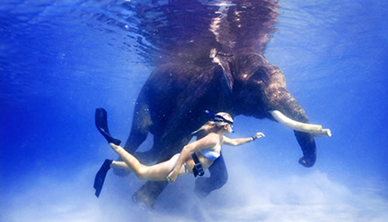 Mari indiani Nuotata con un insolito compagno, un piccolo di elefante