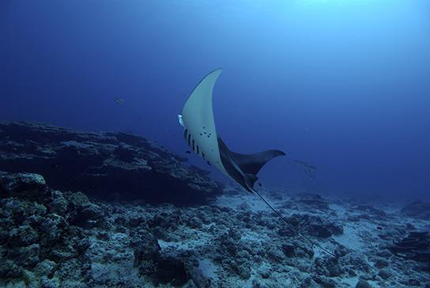 Una manta danza nel mare delle Laccadive