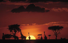 Uno splendido tramonto nel Masai-Mara