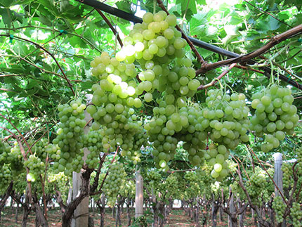 Grappoli d'uva da tavola nella masseria Dell'Edera di Rutigliano