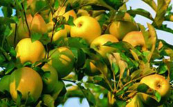 Mele della Val di Non