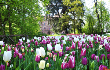 Vota il Parco più bello 4 Il giardino di tulipani al castello di Pralormo