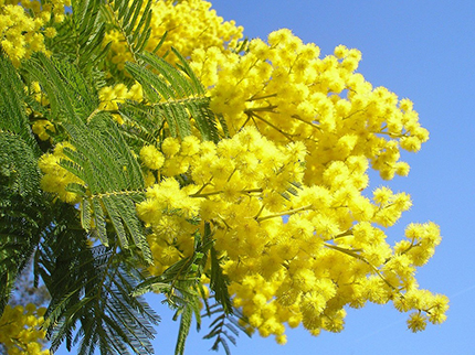 Festa della donna, tanti eventi gratuiti