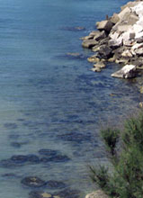 Il mare del Basso Molise