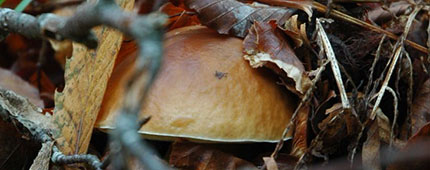 I Mondiali della raccolta dei funghi porcini