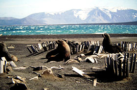 Antartide, fra iceberg e stazioni scientifiche 2 Deception Island, Antartide