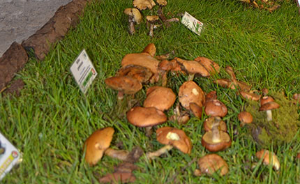 Funghi che passione in Alta Valle Brembana