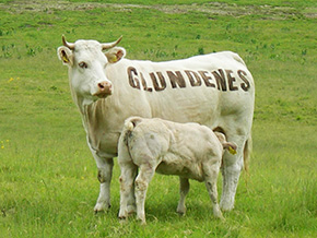 In Austria il trekking è gustoso 2 Le mucche-menu